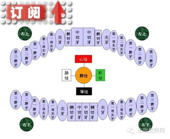 [推荐]每颗牙齿都有对应的经络,从牙齿诊断健康